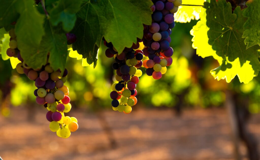 wineries of the mornington peninsula